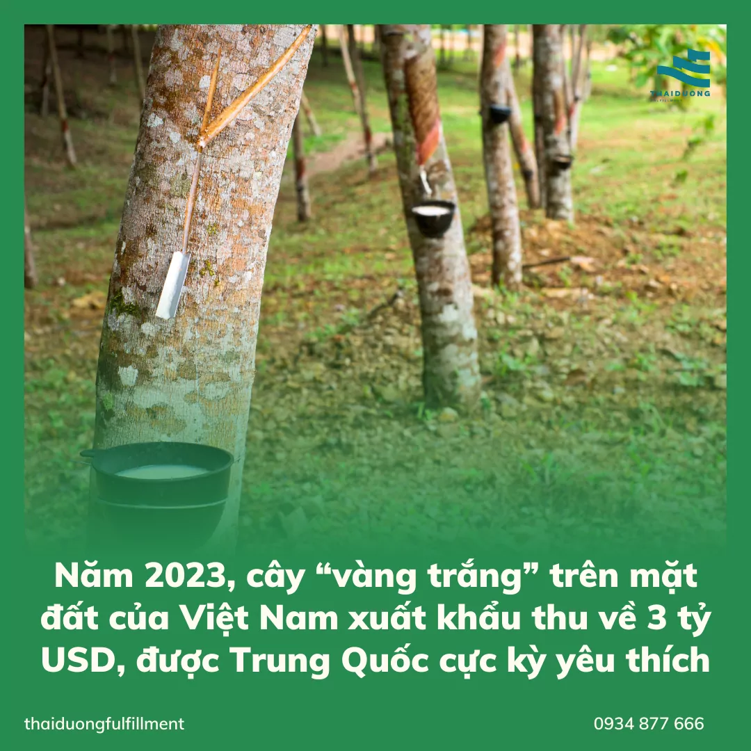 Năm 2023, cây “vàng trắng” trên mặt đất của Việt Nam xuất khẩu thu về 3 tỷ USD, được Trung Quốc cực kỳ yêu thích